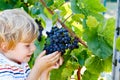 Smiling happy blond kid boy picking ripe blue grapes on grapevine. Child helping with harvest. amous vineyard near Mosel