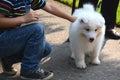 Smiling happy boy is playing with a cute pet dog, a white Japanese spitz puppy, on the street on a sunny summer day Royalty Free Stock Photo