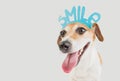 Smiling Happy dog Royalty Free Stock Photo