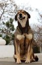 Smiling happy dog sitting in park. Happy animal. Dog symbol of year. Dog portrait. Royalty Free Stock Photo