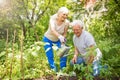 Senior couple gardening