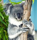 Smiling and Happy Koala