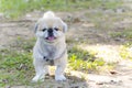 Smiling and Happy looking Pekingese Dog at the Garden Royalty Free Stock Photo