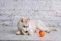 Smiling happy pet dog light colored husky puppy gnawing with pleasure bone of food. Dogs delicacy. Doggy chewing on natural Royalty Free Stock Photo