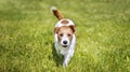 Smiling happy pet dog puppy walking in the grass Royalty Free Stock Photo