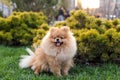 Smiling happy Pomeranian dog in the park. Best friend dog