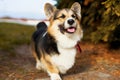 Smiling and happy purebred Welsh Corgi dog outdoors in autumn day.