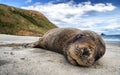 A smiling seal sleeping on the sandy beach of New Zealand