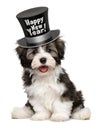 Smiling havanese puppy is wearing a Happy New Year top hat Royalty Free Stock Photo