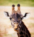 Smiling headshot of a giraffe Royalty Free Stock Photo