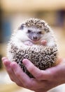 Smiling Hedgehog