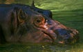 Smiling hippo Royalty Free Stock Photo