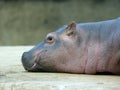 Smiling Hippo Baby Royalty Free Stock Photo