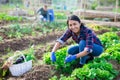 Smiling hispanic woman harvesting green lettuce at smallholding