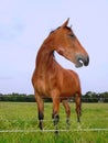 Smiling horse Royalty Free Stock Photo