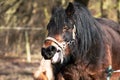 Smiling horse Royalty Free Stock Photo