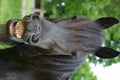 Smiling Horse Royalty Free Stock Photo