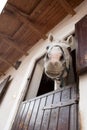 Smiling horse Royalty Free Stock Photo