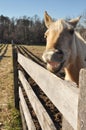 Smiling Horse Royalty Free Stock Photo