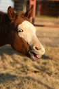 Smiling Horse Royalty Free Stock Photo