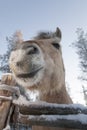 Smiling horse in Lapland Royalty Free Stock Photo