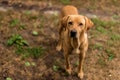 Smiling Hungarian vizsla labrador dog standing on a path against the background of a family garden.