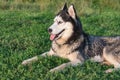 Smiling husky dog lies on the green grass in sunny evening, side view