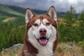 Smiling husky dog portrait. Laughing happy dog in the forested mountains