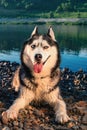 Smiling husky dog. Portrait Siberian husky with blue eyes lying on the shore against a background of blue water. Playful mood.
