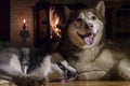 Smiling husky dog resting by burning fireplace in dark room