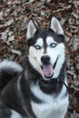 Smiling Husky in Leaves