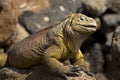 Smiling Iguana Royalty Free Stock Photo