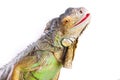 Smiling iguana on isolated white Royalty Free Stock Photo