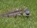 Smiling Iguana Royalty Free Stock Photo