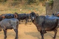 Smiling Indian buffalo roaming in their free times in group