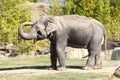 Smiling Indian elephant having bath in dust Royalty Free Stock Photo