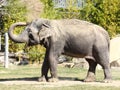 Smiling Indian elephant having bath in dust Royalty Free Stock Photo