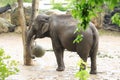 Smiling Indian elephant with long trunk playing with ball