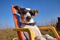 Smiling Jack Russell Relaxing with Sunglasses on Lounge Chair. Generative AI Royalty Free Stock Photo