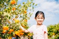 A smiling kid eagerly reaches for an orange in a lush orange tree garden Royalty Free Stock Photo