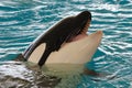 Smiling killerwhale