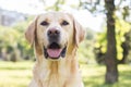 Smiling labrador dog in the city park