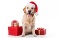 a smiling dog wearing santa claus suit holding gift box standing on isolate white background Royalty Free Stock Photo