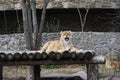 Smiling lady lion, Queen of the jungles