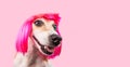 Smiling laughing trendy fashion dog in pink wig.