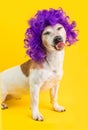 Smiling licking funny dog in curly disco style violet wig.Yellow background. Bright positive emotions