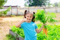 Smiling little girl holding bunch fresh carrot and showing thumbs up, standing in the garden on a sunny day Royalty Free Stock Photo