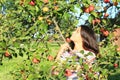 Girl under apple tree Royalty Free Stock Photo