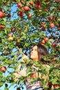 Girl under apple tree Royalty Free Stock Photo