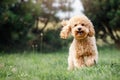 A smiling little puppy of a light brown poodle in a beautiful green meadow is happily running towards the camera. Cute dog and